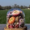 IMG_2713 Cloche fleurie ronde "Artus"
